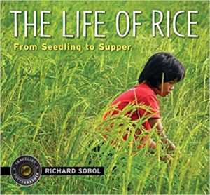 the life of rice