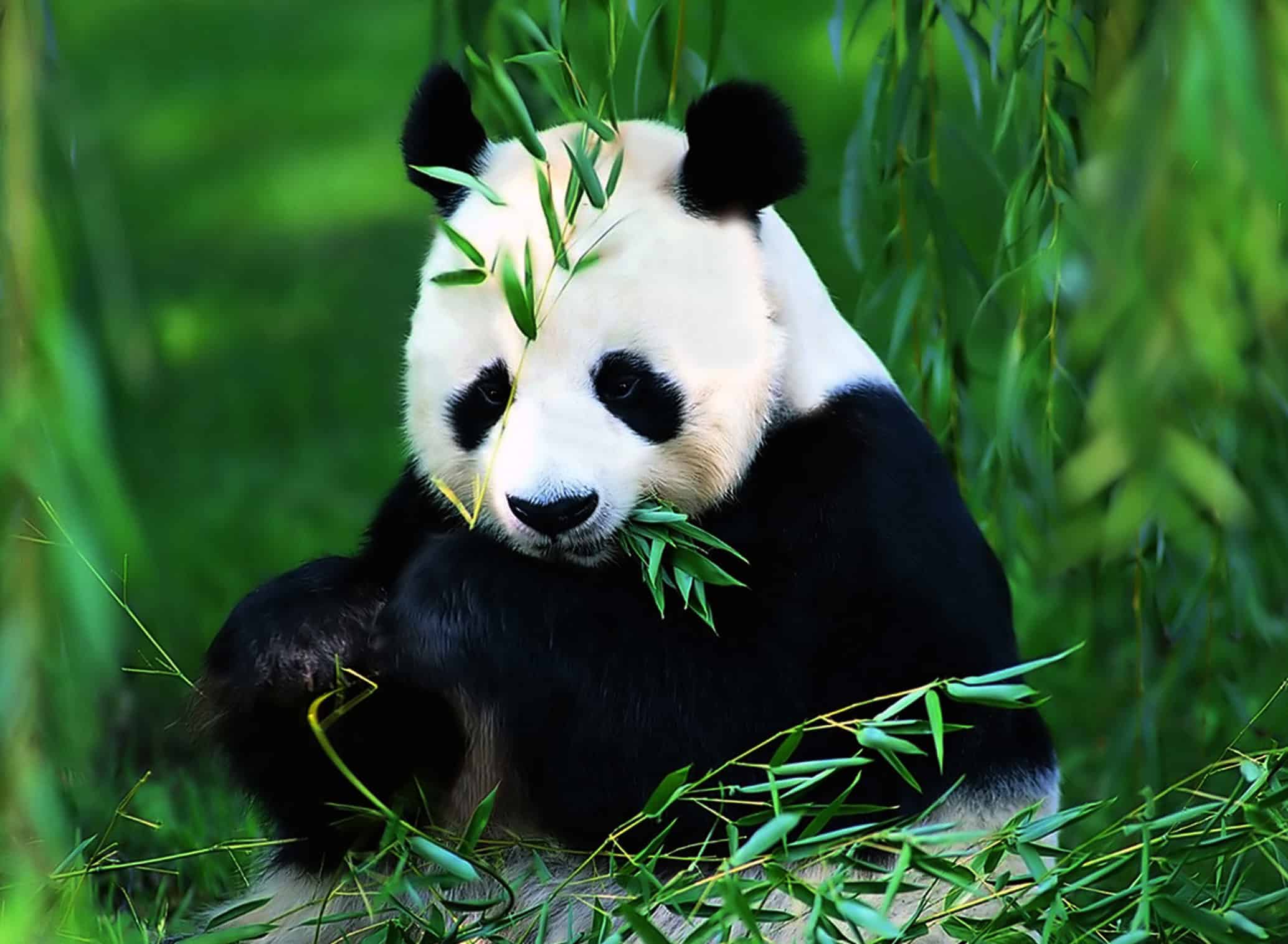 panda