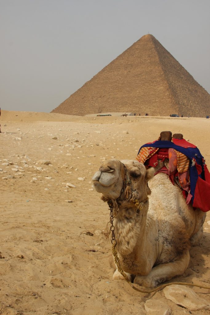 camel