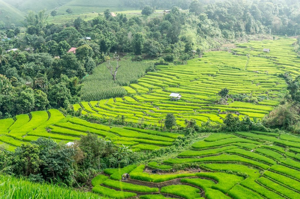 rice-terraces