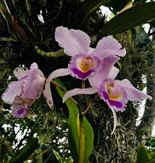 cattleya trianae orchid