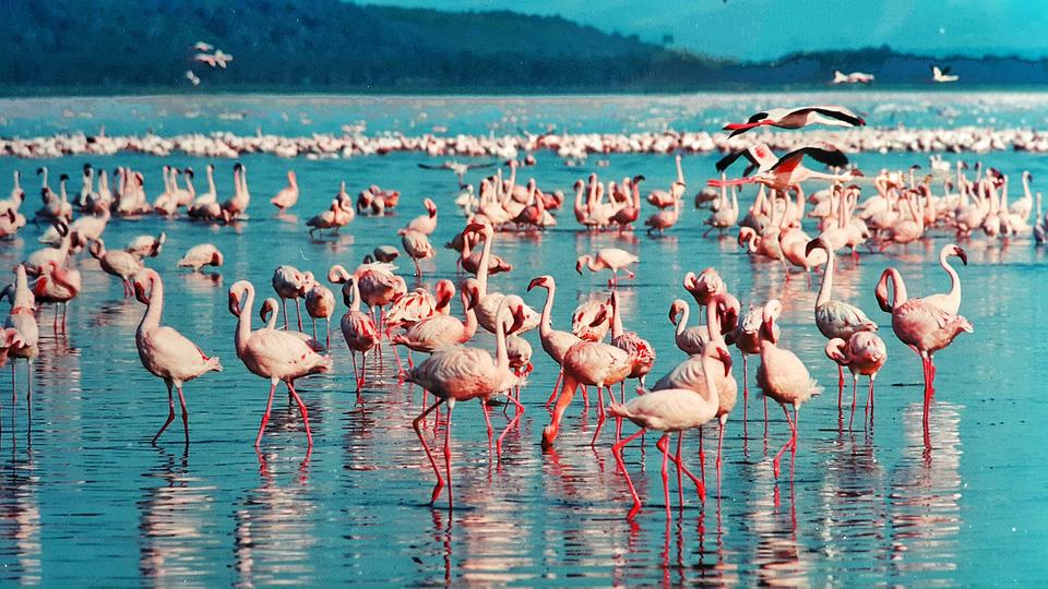 kenya-Pink Flamingos-Lake-Nakuru