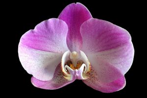 kenya-orchid