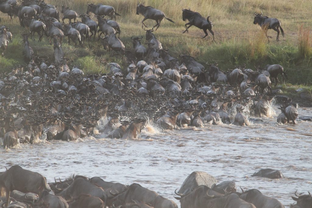 kenya-wildebeest-migration