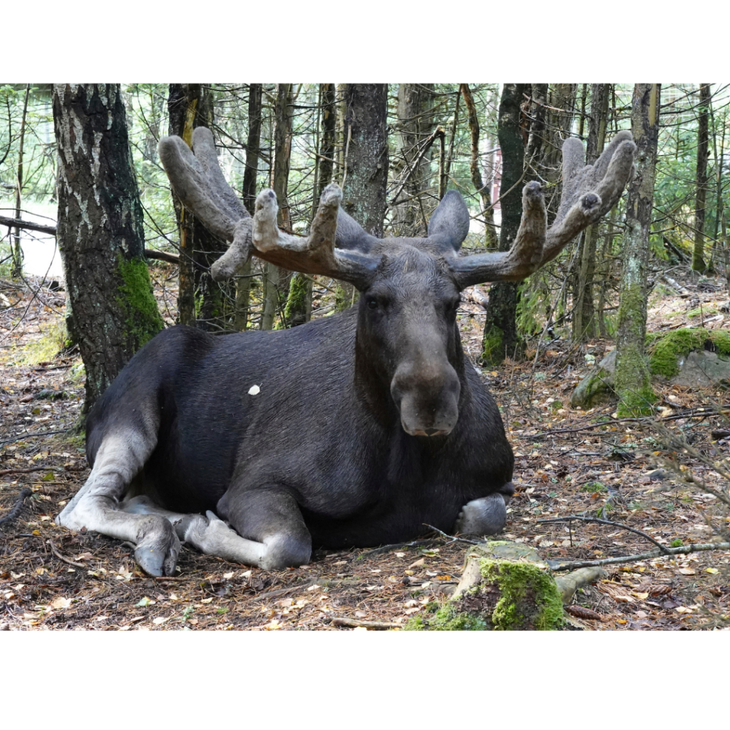Eurasian-Elk-Sweden