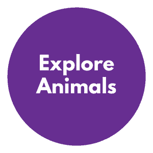 explore-animals