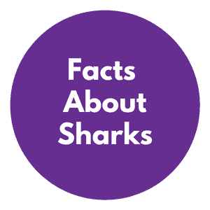 facts-about-sharks