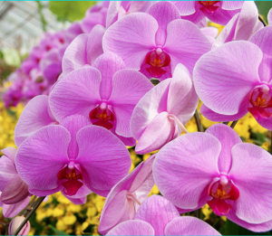 moth orchid flower