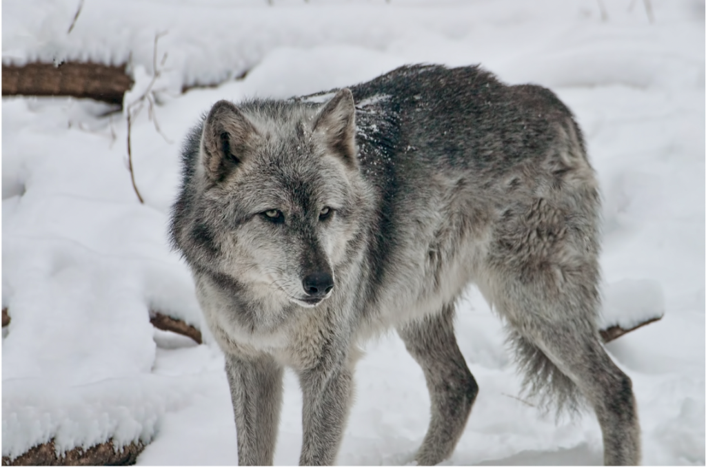 Turkey's national animal is a grey wolf.