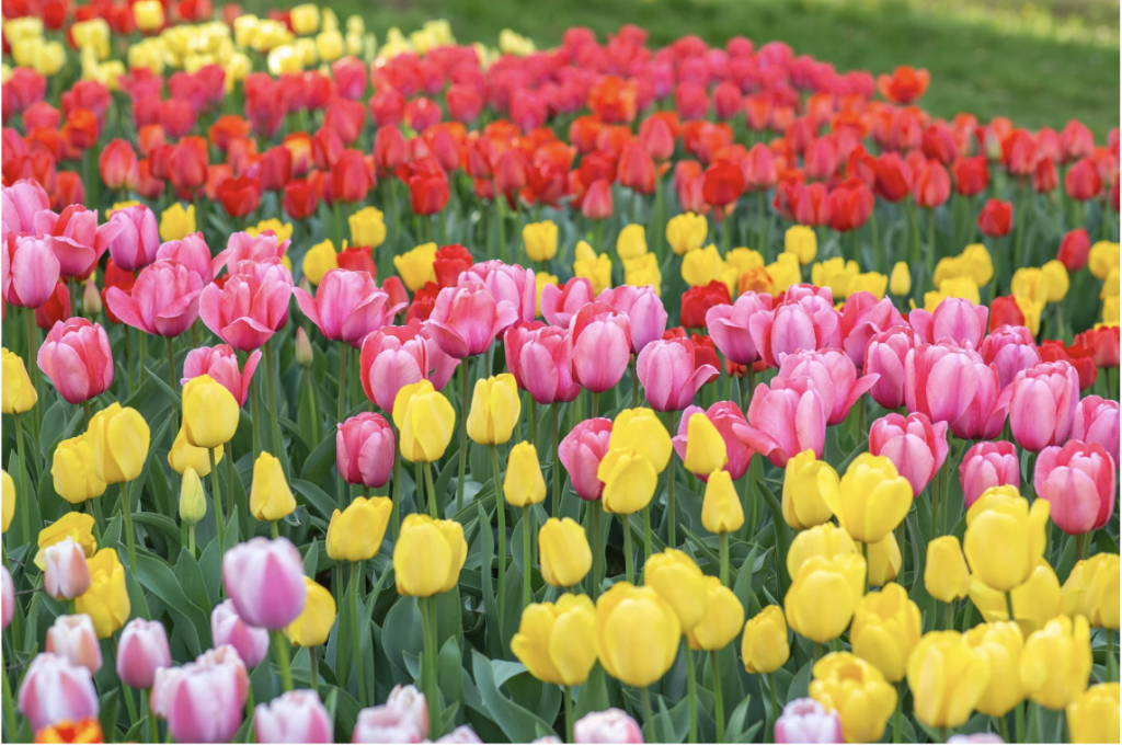 Turkey's national flower is the tulip.