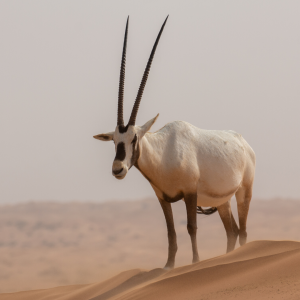 arabian-oryx