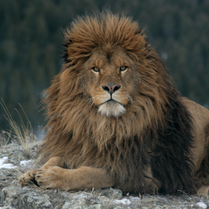 the Barbary lion is the national animal of Morocco