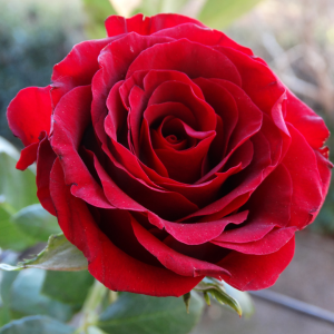 the rose is the national flower of Morocco