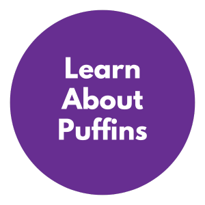 learn-about-puffins-iceland