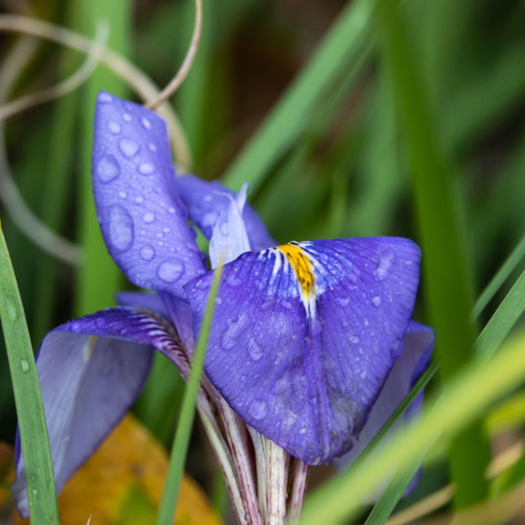 algerian-iris