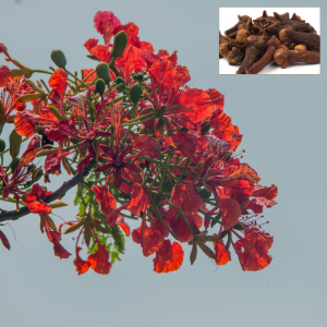 Syzygium-aromaticum-Clove