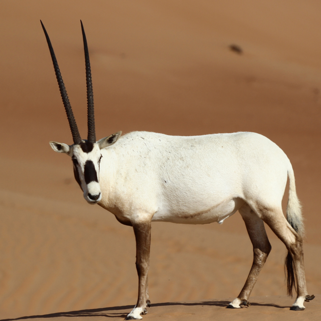 Arabian-oryx