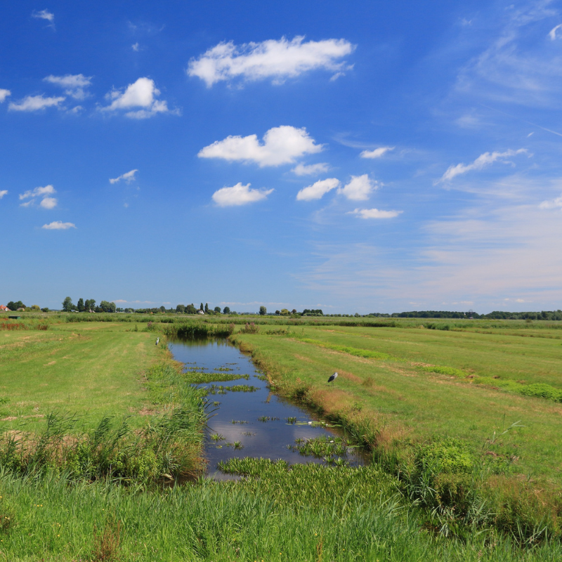 Dutch-polder