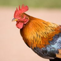 France - Gallic Rooster