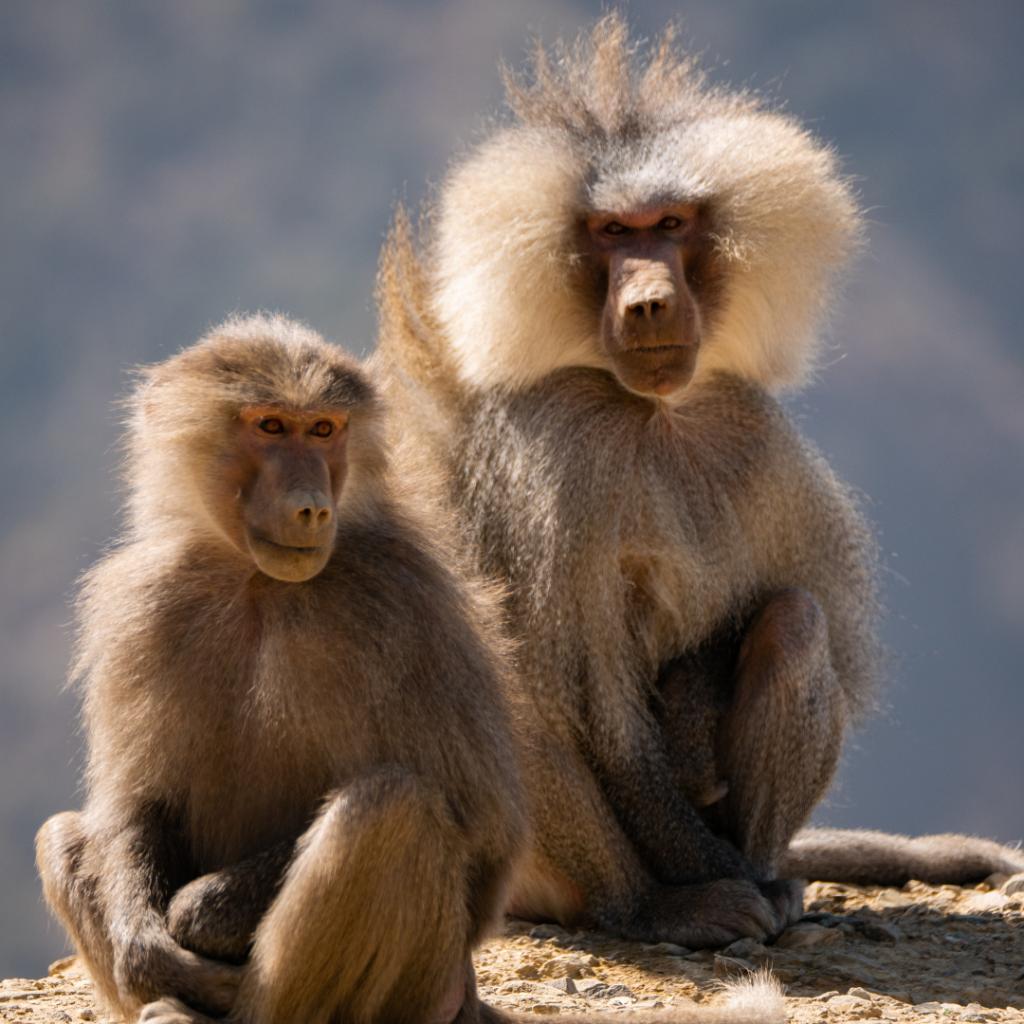 Hamadryas-baboons