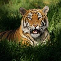 India - Bengal Tiger