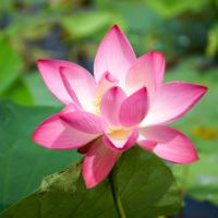 India - Lotus