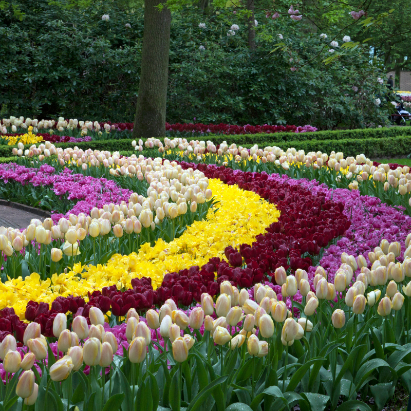 Keukenhof-Gardens