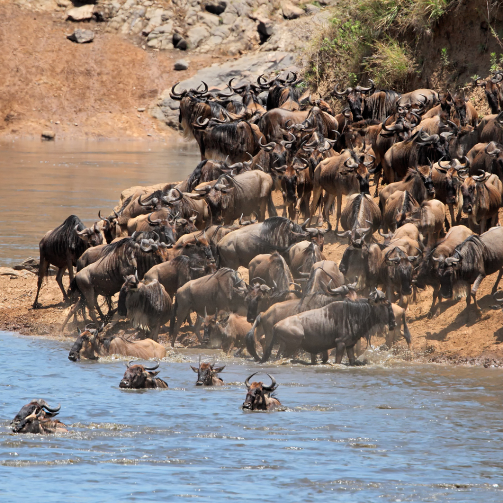 Mara-River-wildebeest-migration