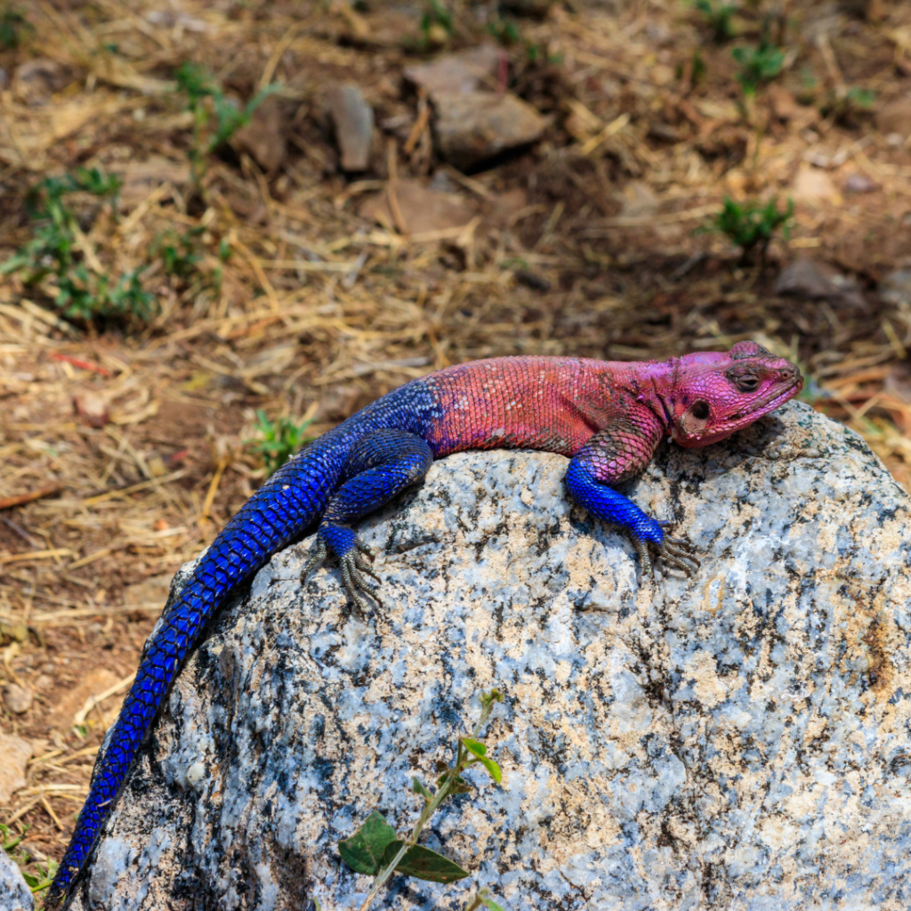 Mwanza-rock-agama (spiderman-agama)