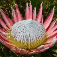 South Africa - Protea