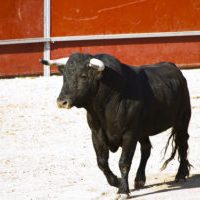 Spain - bull