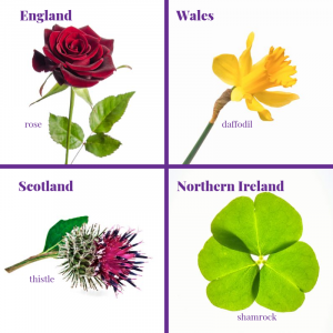 UK national flowers
