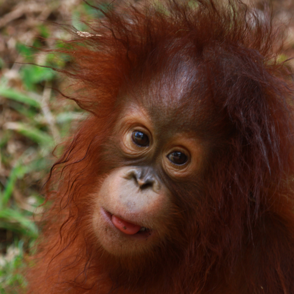 baby orangutan, Sumatra
