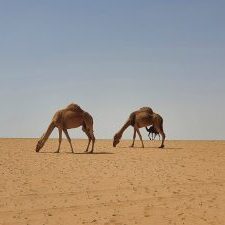 camel-saudi-arabia