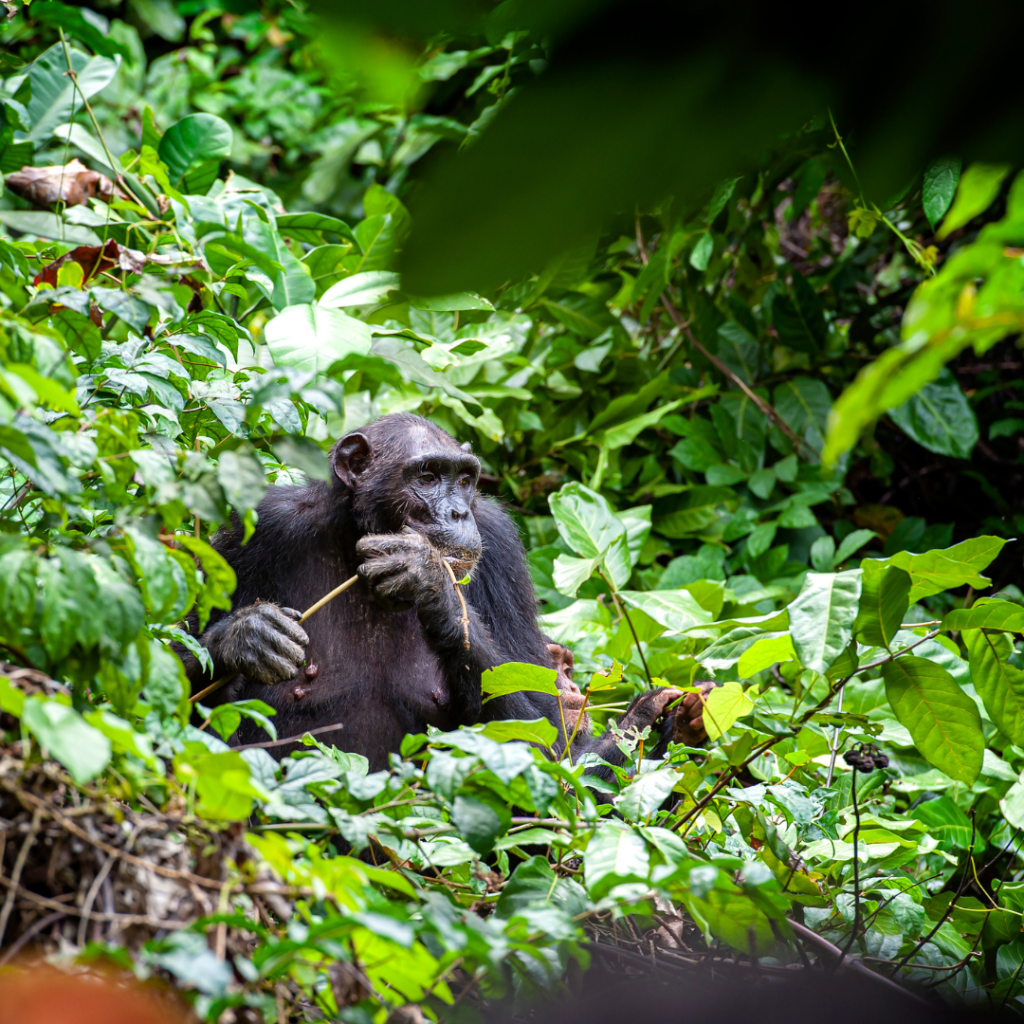 chimpanzee-Gombe-National-Park