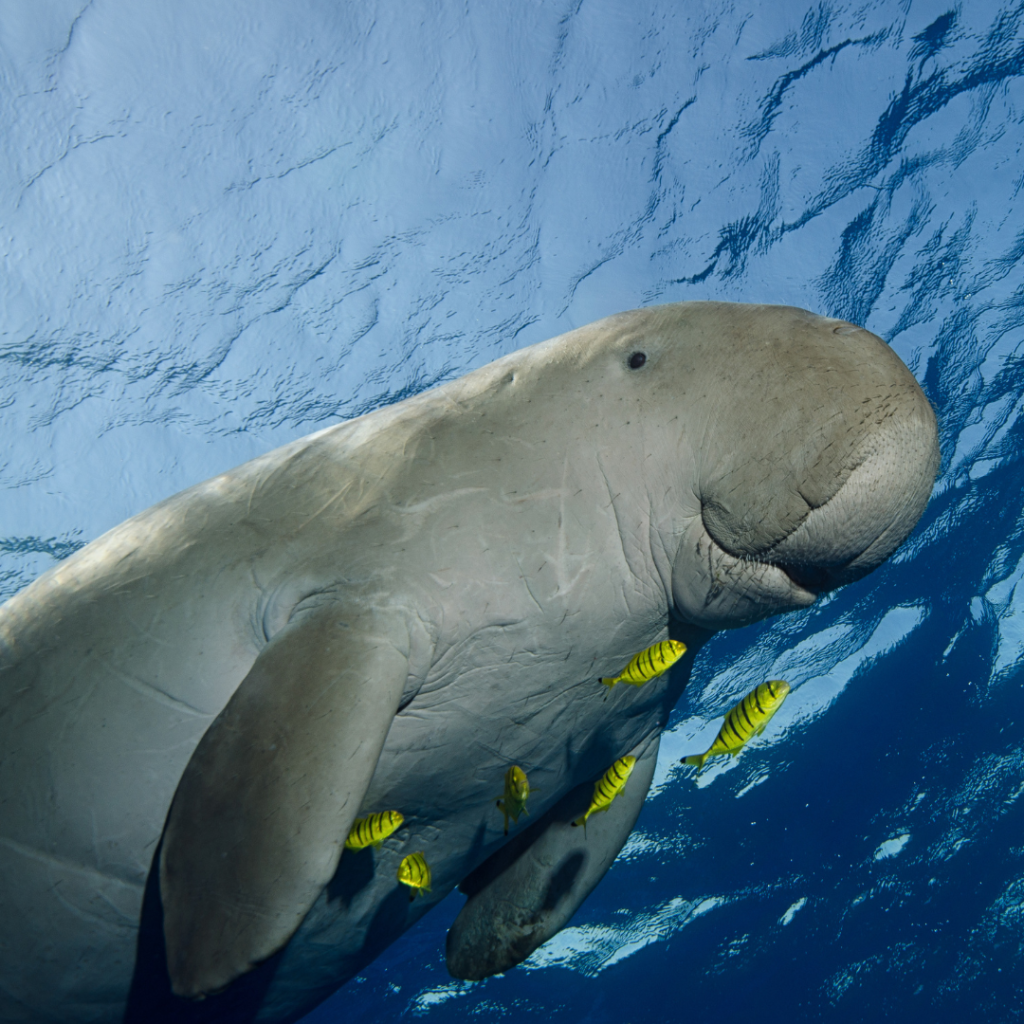 dugong-qatar