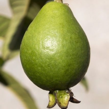 guava-1606514_640