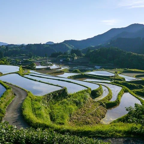 rice terraces