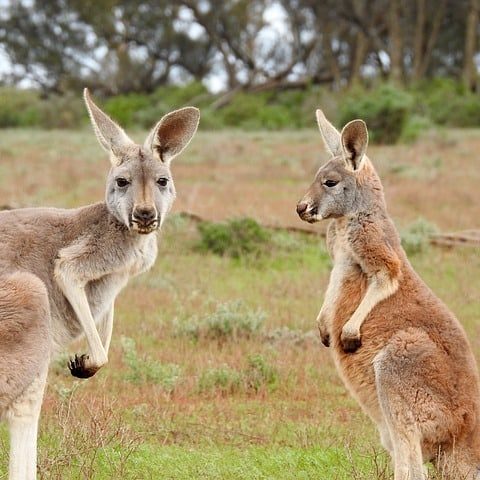 kangaroos-1563624_640