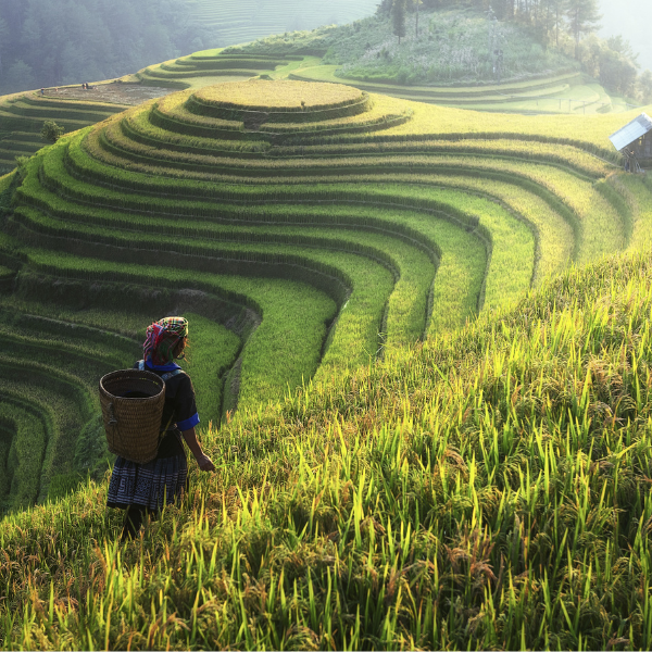 rice-terrace