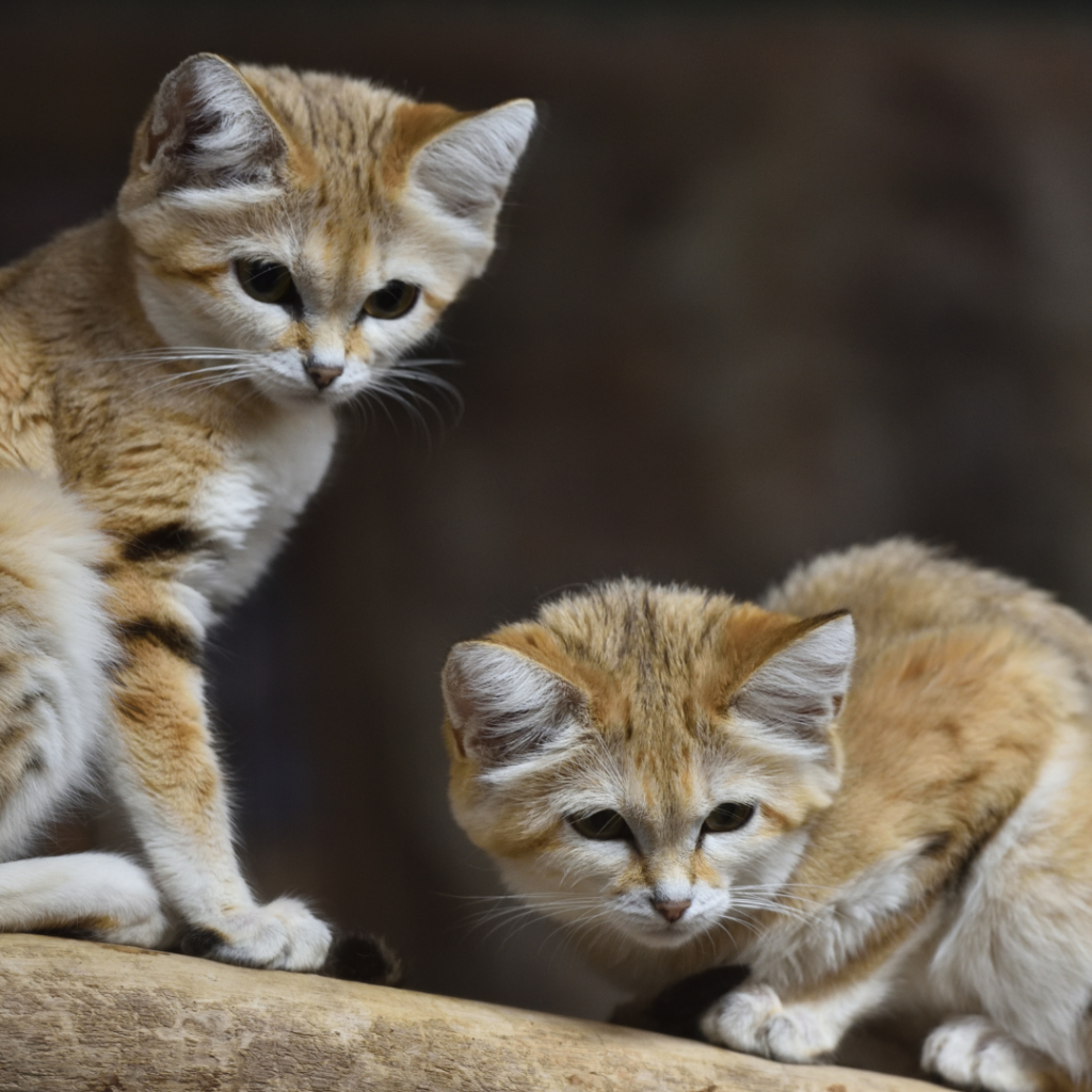 sand-cats