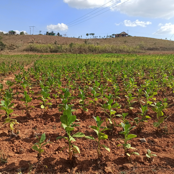 tobacco-field-viñales
