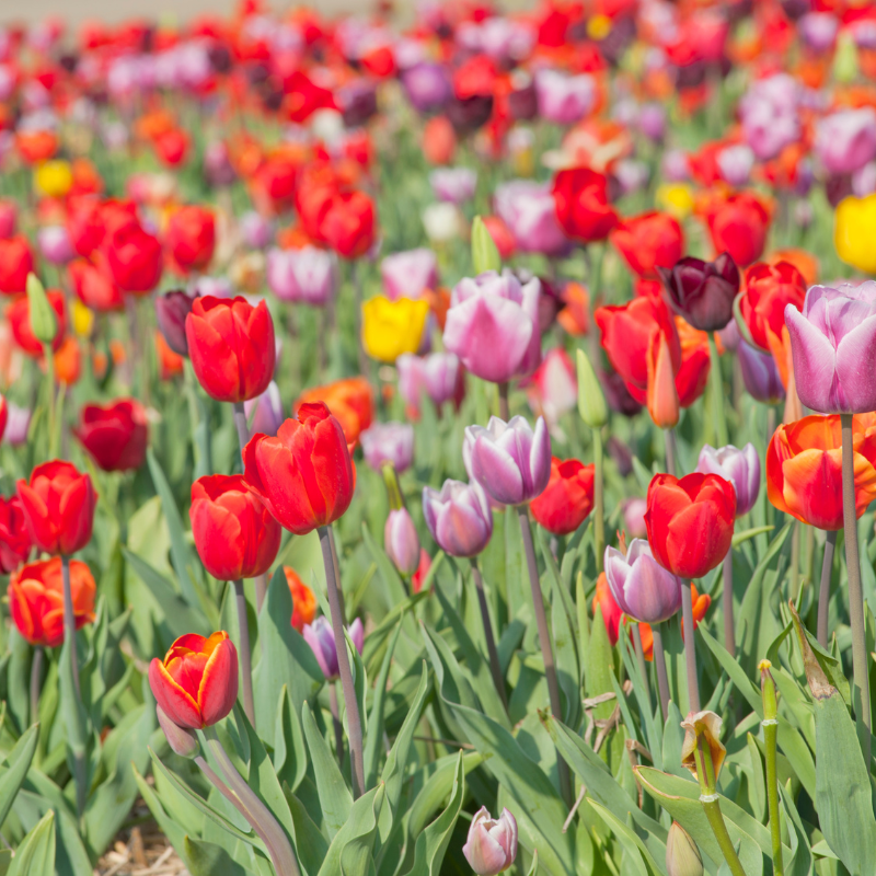 tulips