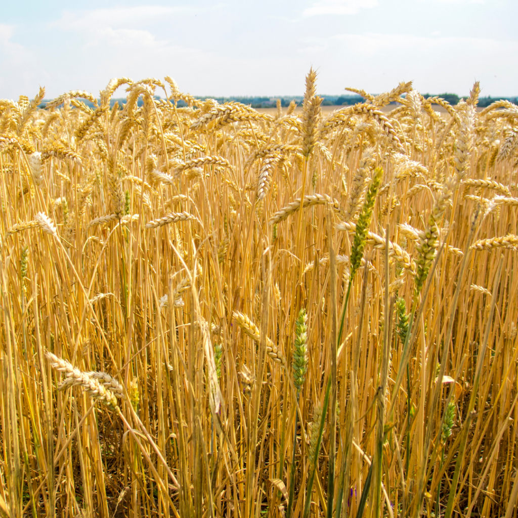 wheat field, Ukraine