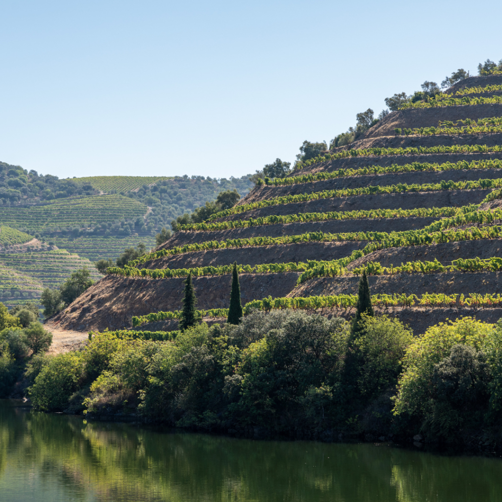 wine-vineyard-Duoro-Valley-Portugal